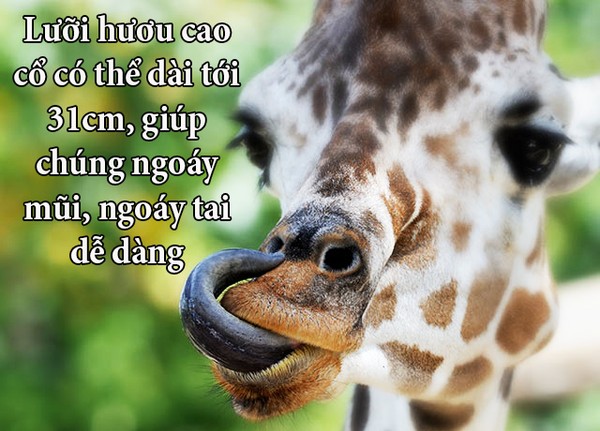 funfact về con người